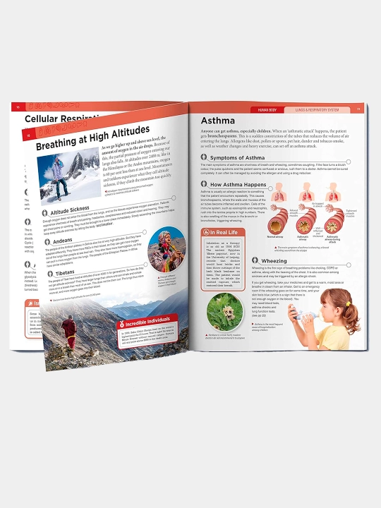 Knowledge Encyclopedia For Children. Human Body