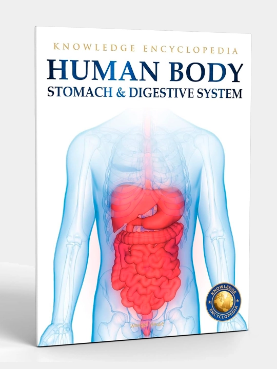 Knowledge Encyclopedia For Children. Human Body