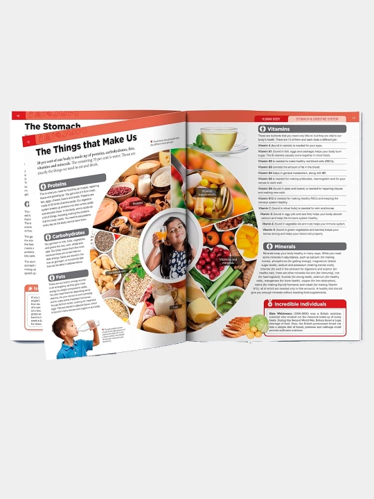 Knowledge Encyclopedia For Children. Human Body