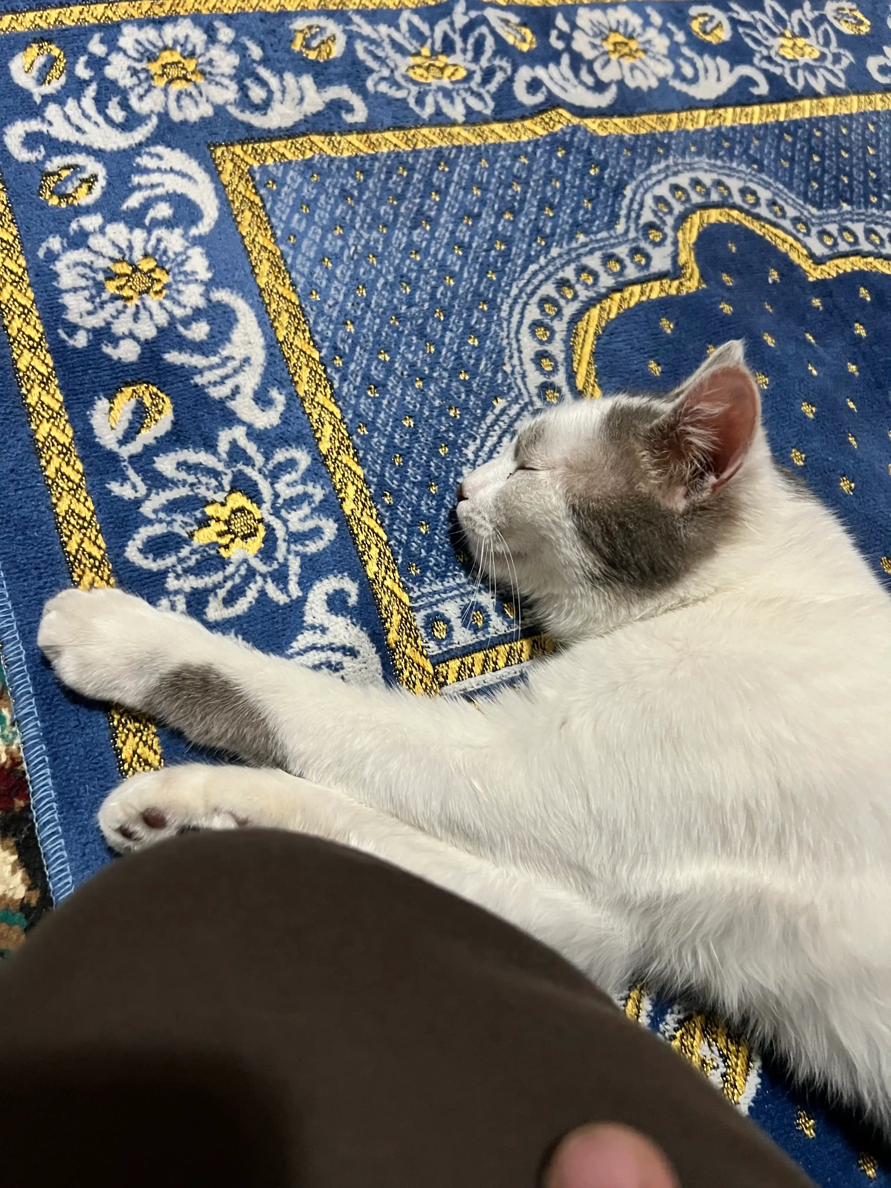 Felix mushuklar uchun nam yem, mol go'shti bilan, 75 gr 26 dona