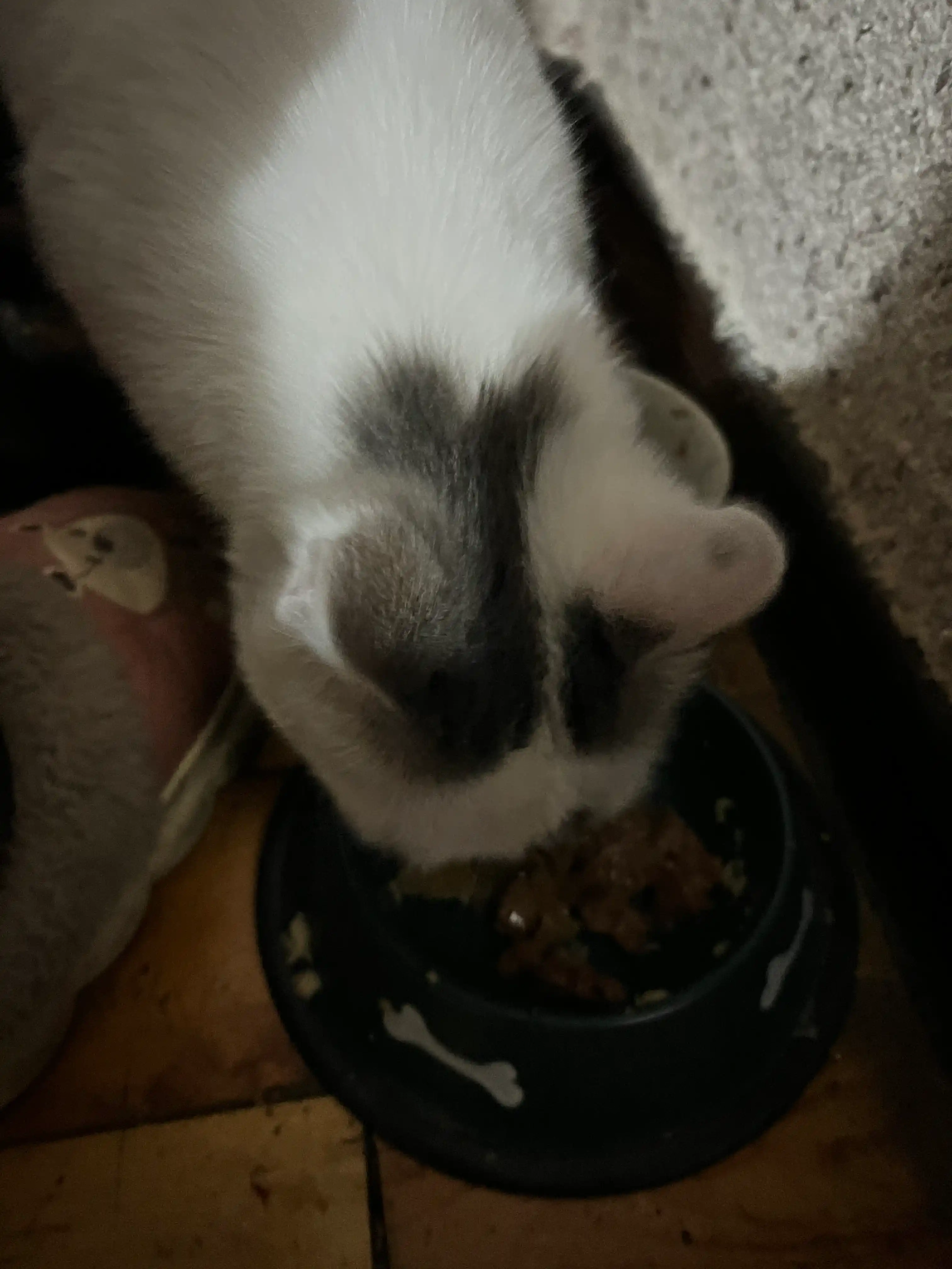 Felix mushuklar uchun nam yem, mol go'shti bilan, 75 gr 26 dona