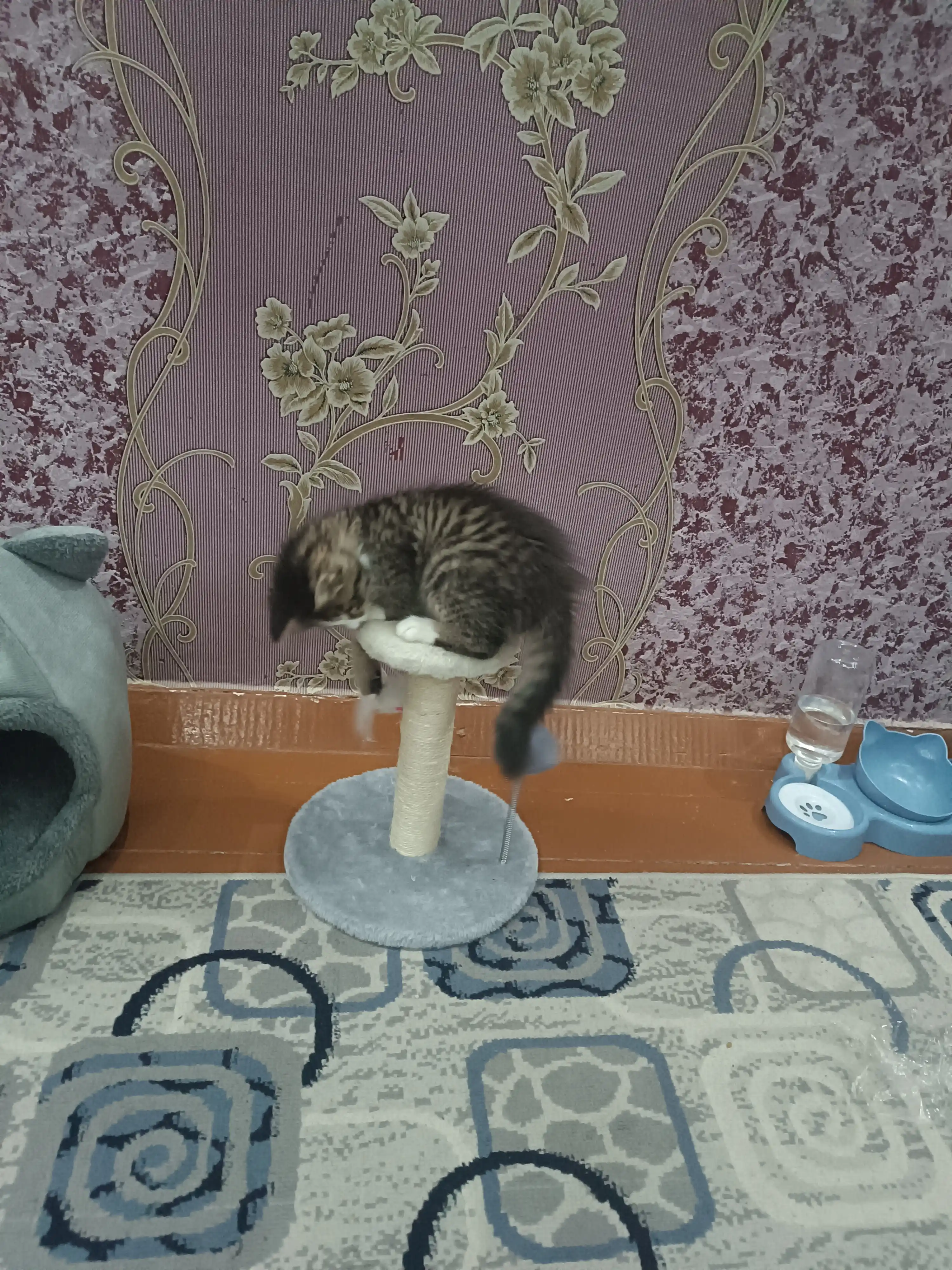 Когтеточка столбик для кошек с игрушкой и полочкой, 22 см
