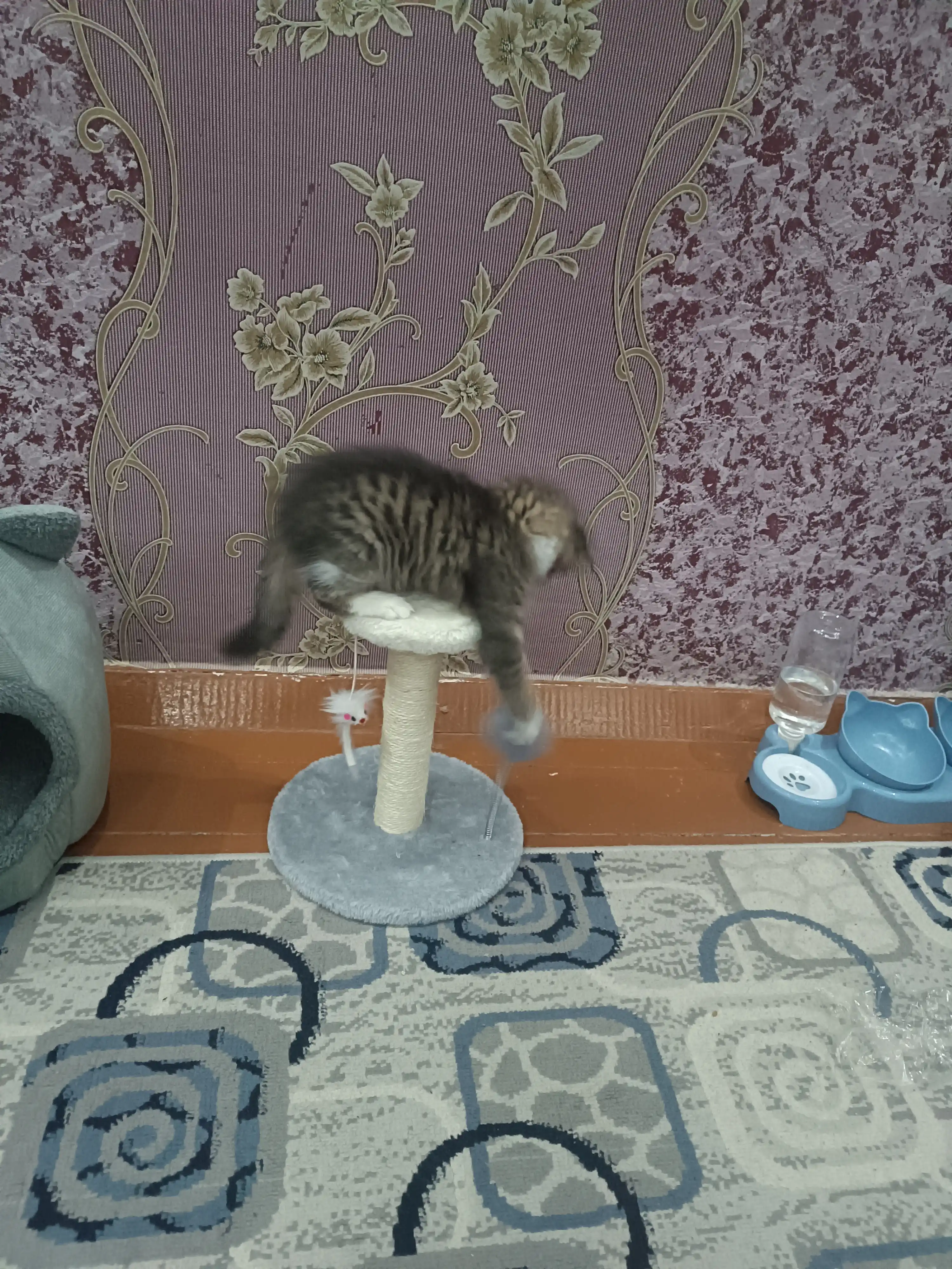Когтеточка столбик для кошек с игрушкой и полочкой, 22 см