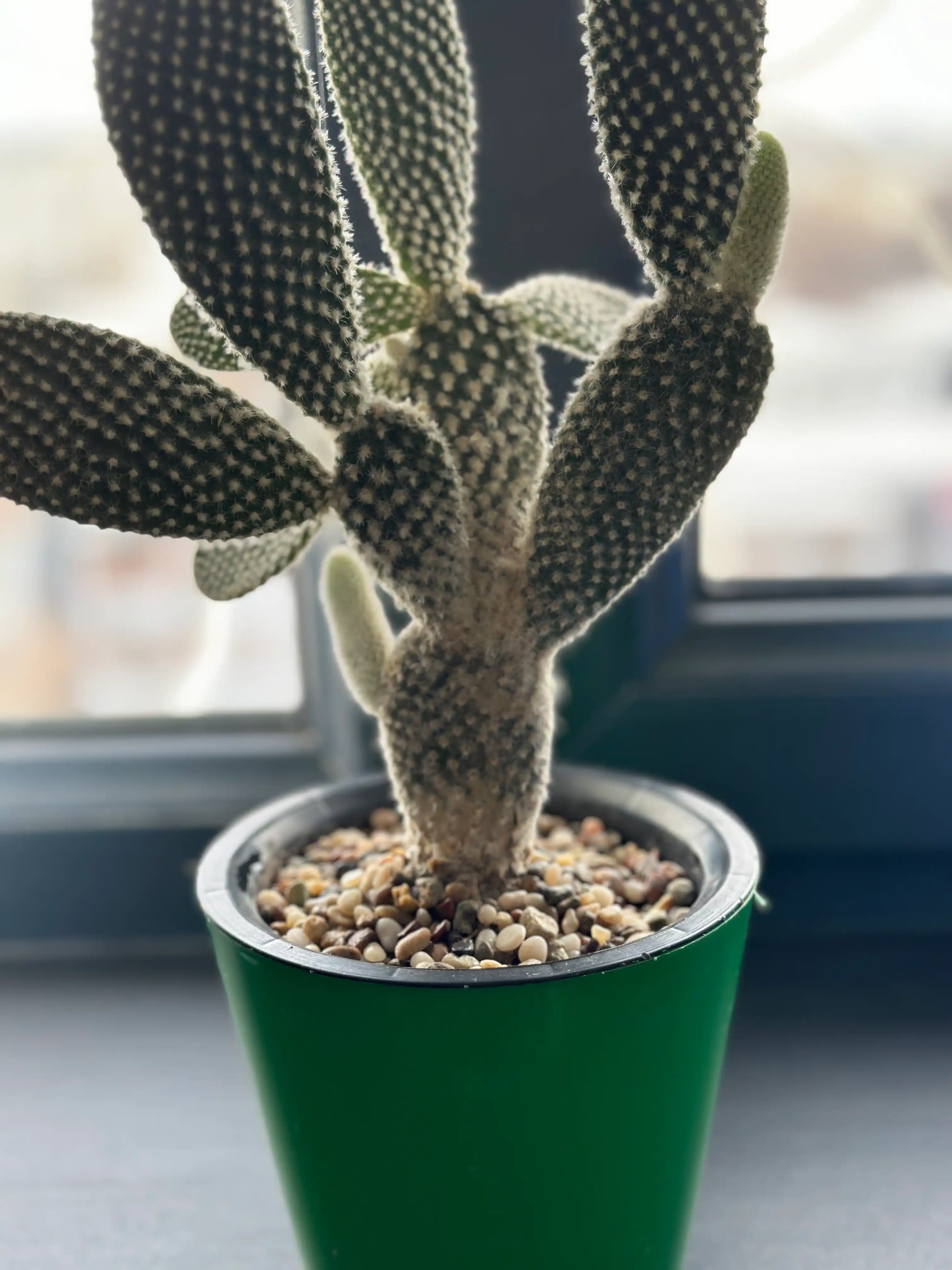 Qadoqlangan toshlar, galka, kvars, akvarium, terrarium, bog', kompozitsiya uchun toshlar
