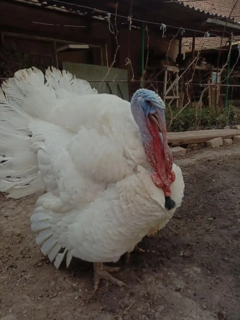Gazlangan ichimlik Pepsi, 1 litr
