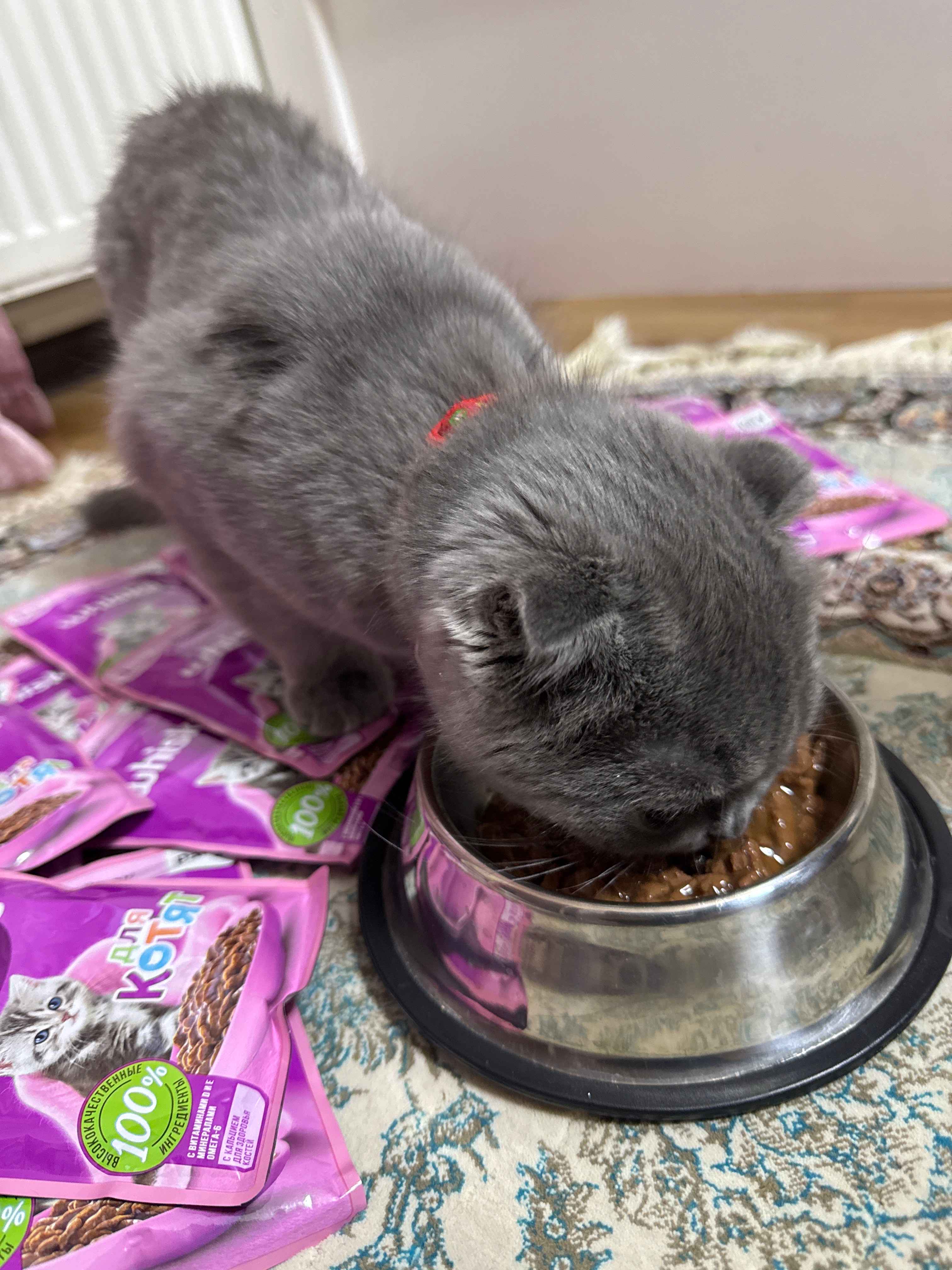 Nemis porno gozallar nam pushti mushuk