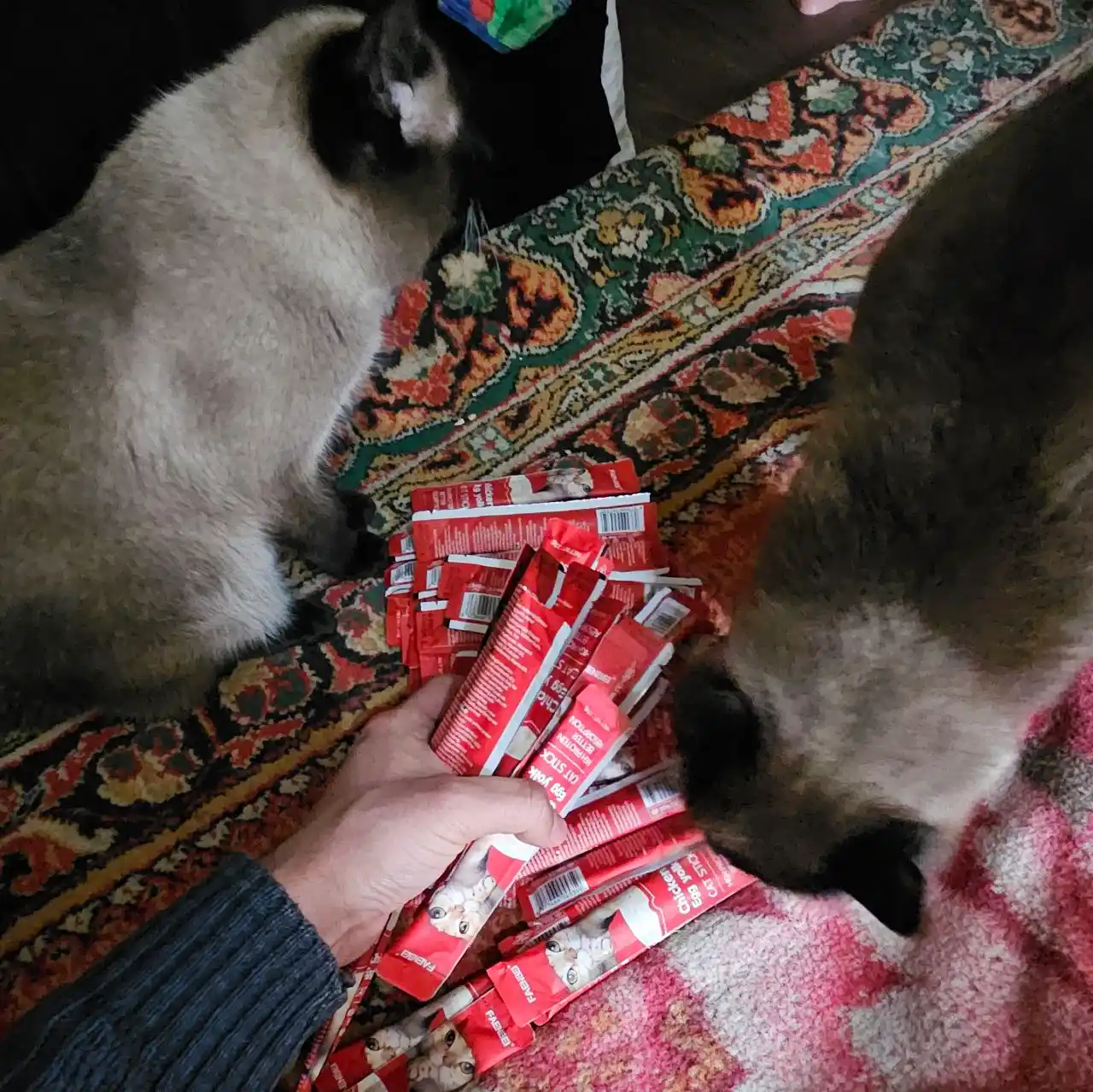 Shirinlik mushuklar uchun Pet Snacks, 60 dona korobkada