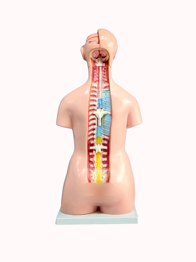 Tukli mushuk bilan kunnilingus