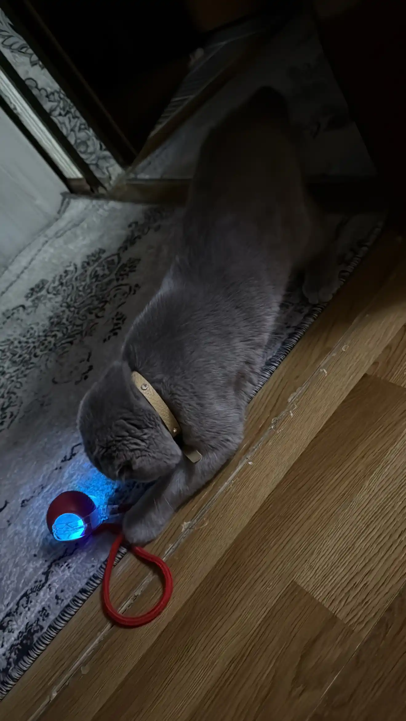 Умный самокатящийся кошачий шар