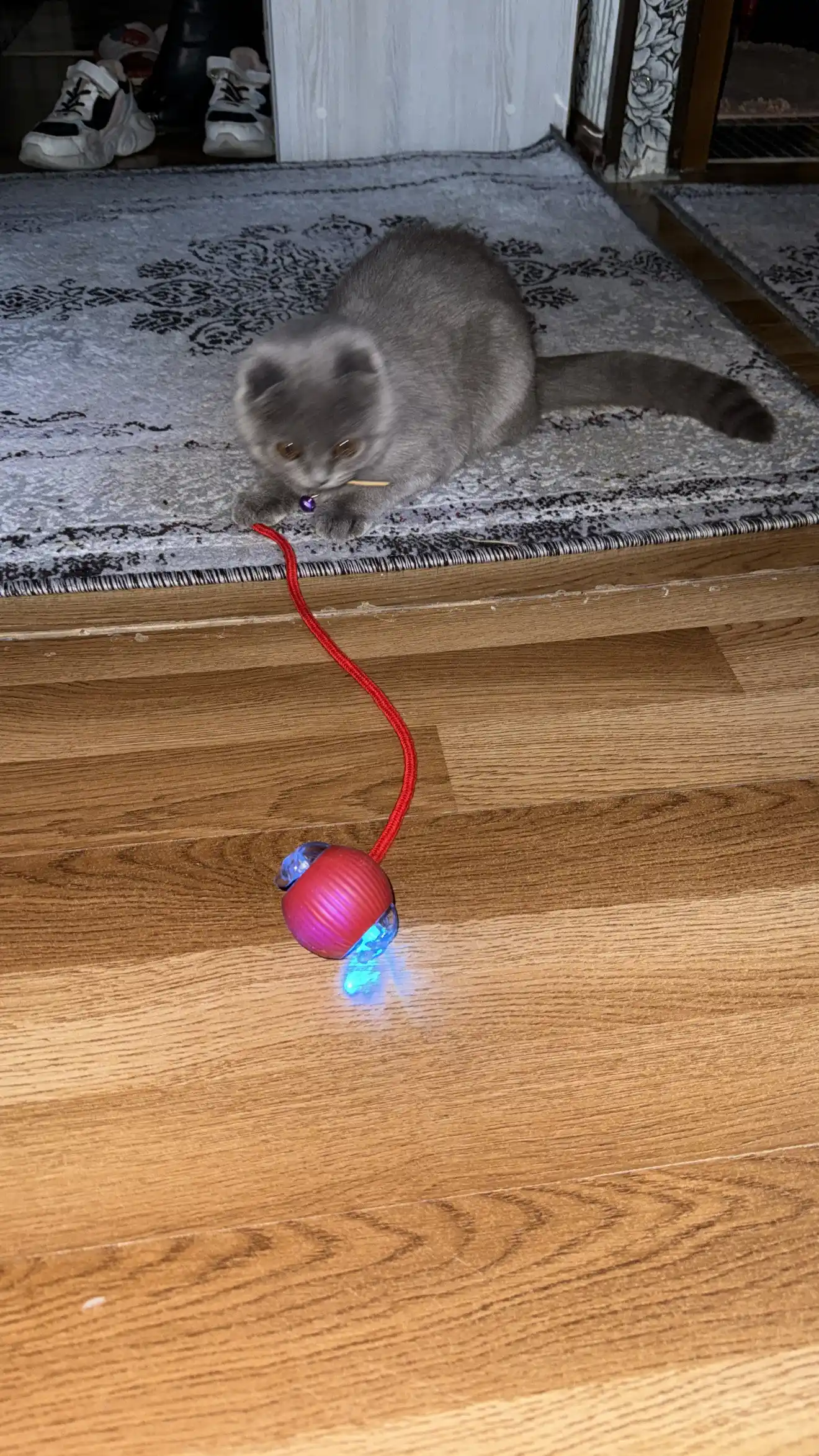 Умный самокатящийся кошачий шар