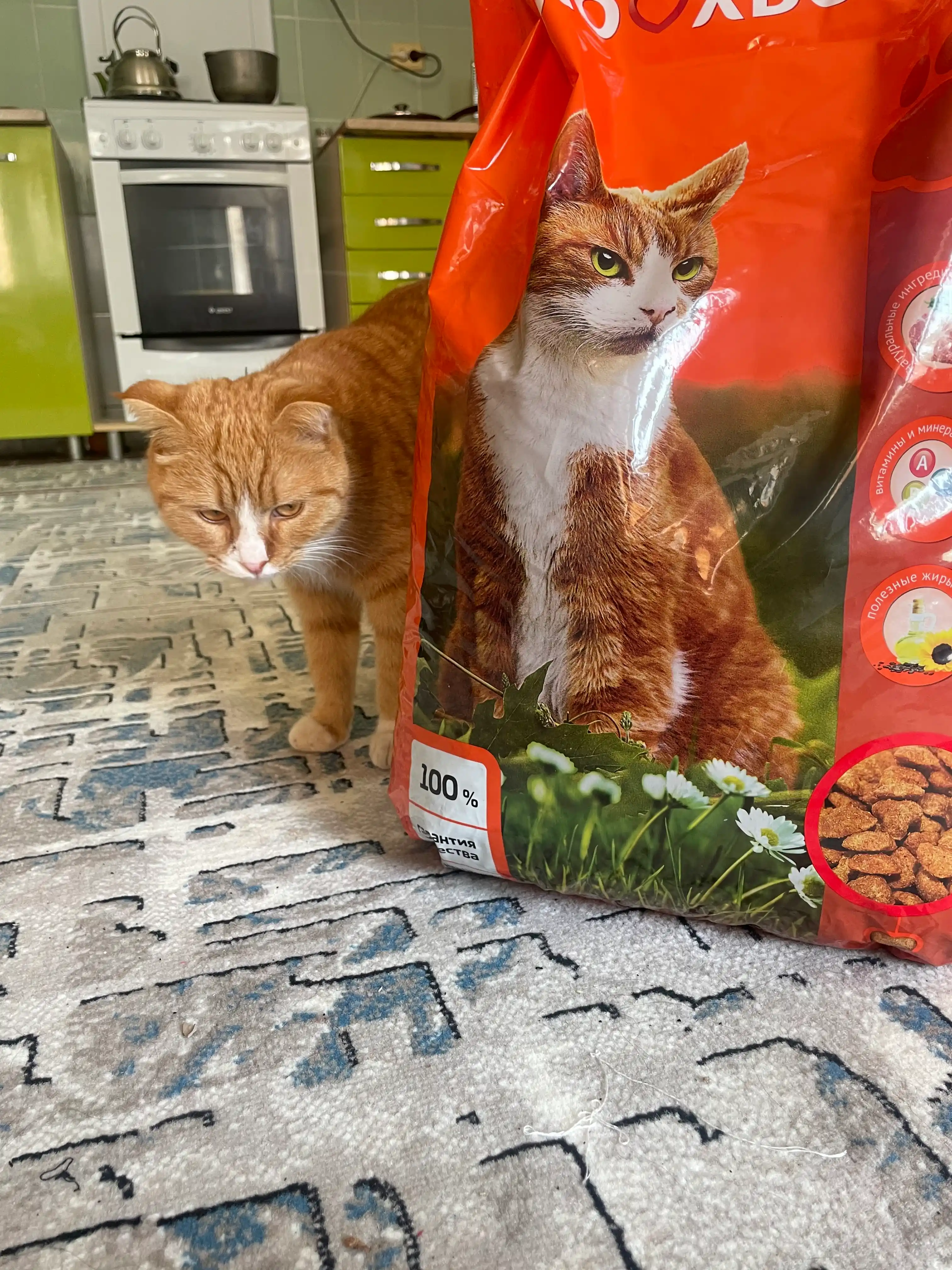 ProXвост mushuklar uchun quruq yem, mol go'shti 10 kg