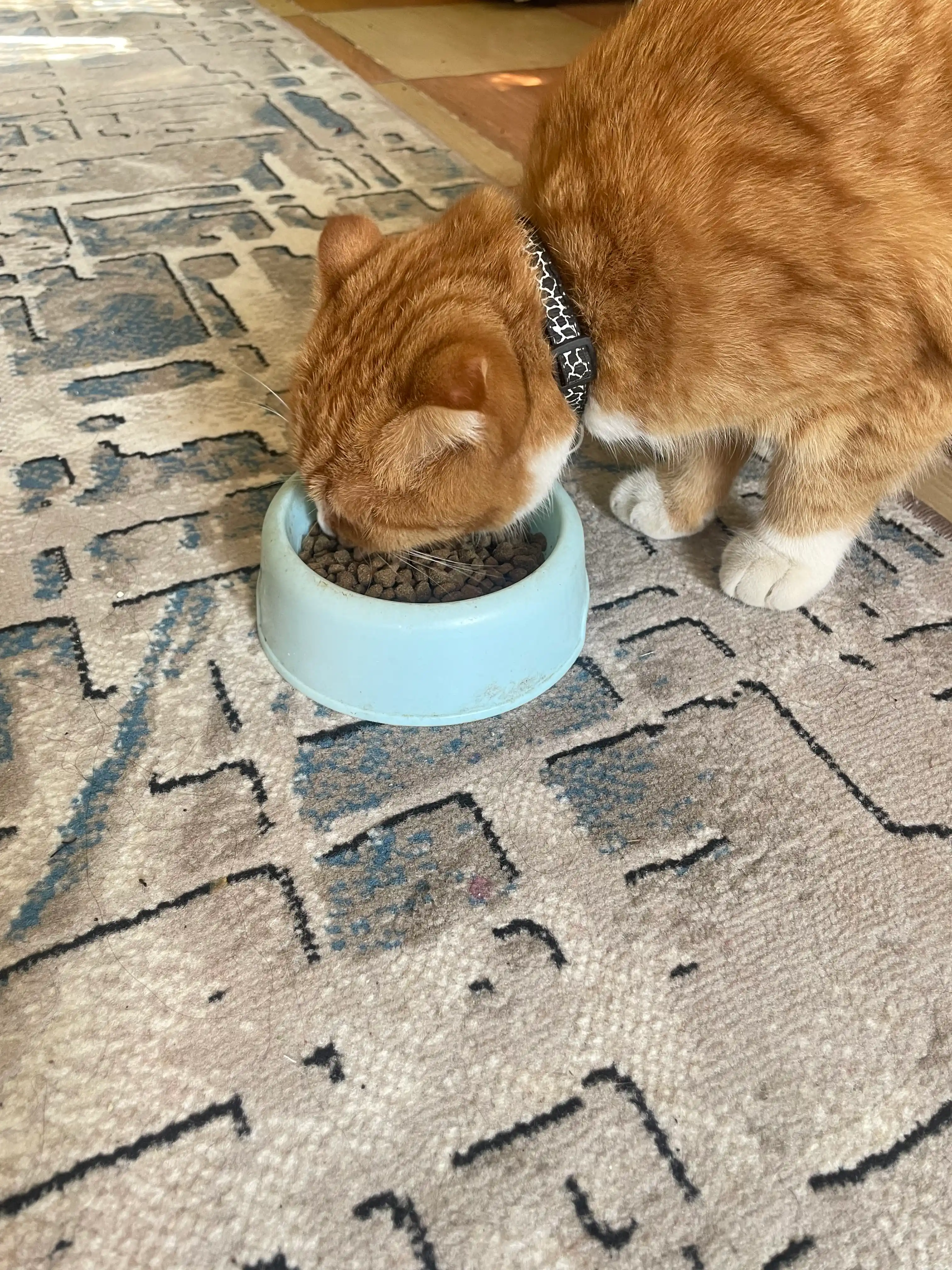 ProXвост mushuklar uchun quruq yem, mol go'shti 10 kg