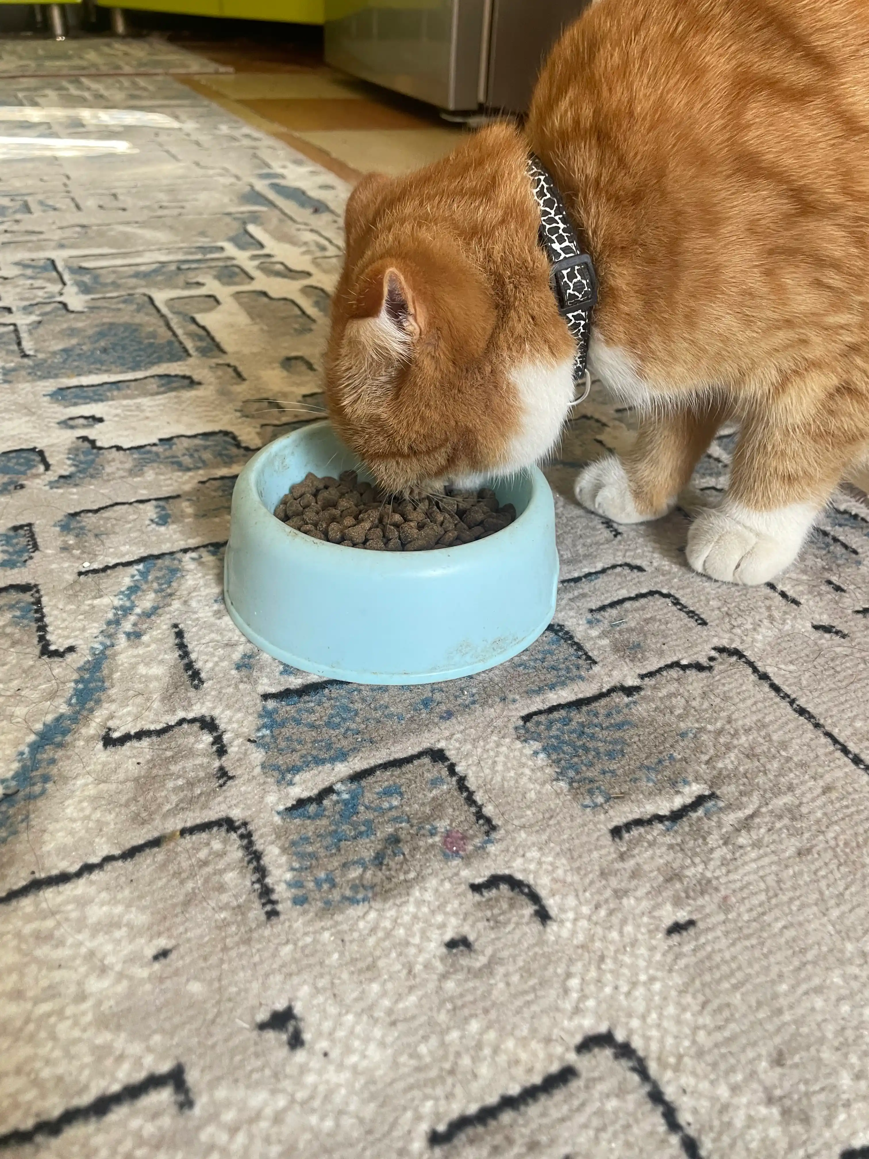 ProXвост mushuklar uchun quruq yem, mol go'shti 10 kg