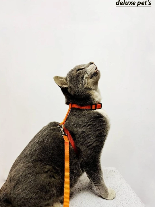 Шлейка для кошек