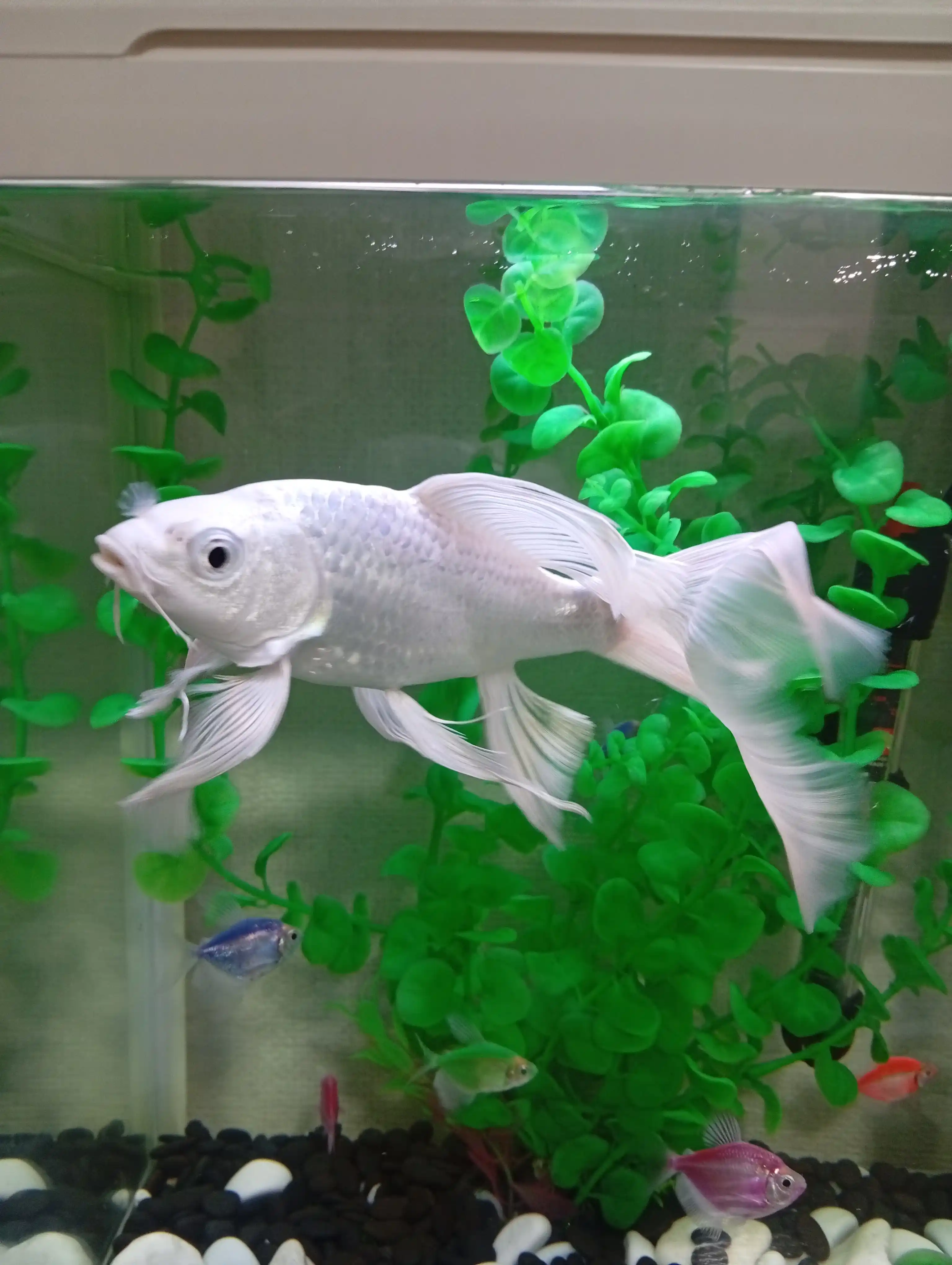 Корм для рыб Tetra Pond Koi Sticks, 50 г