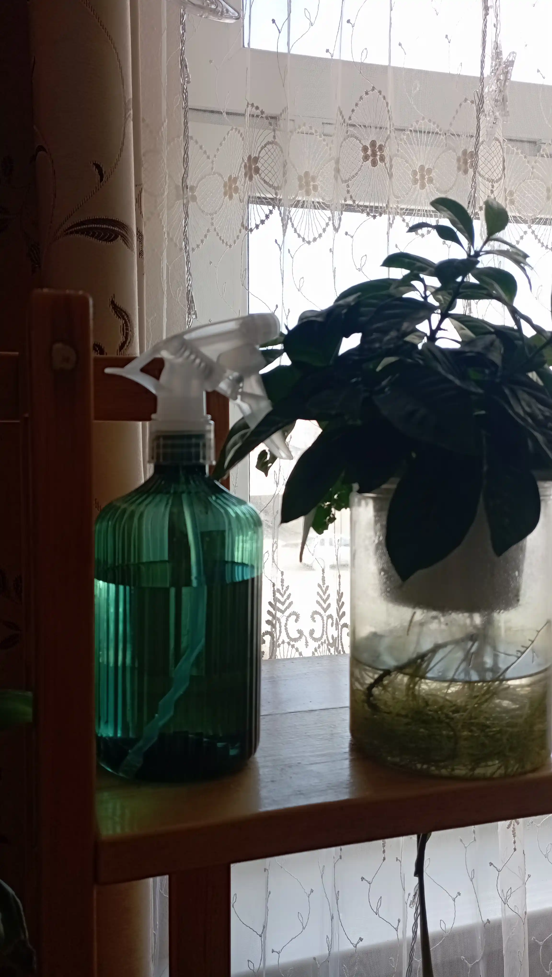 Gullar va osimliklar uchun purkagich pulverizator, 500 ml, 5 ta rang