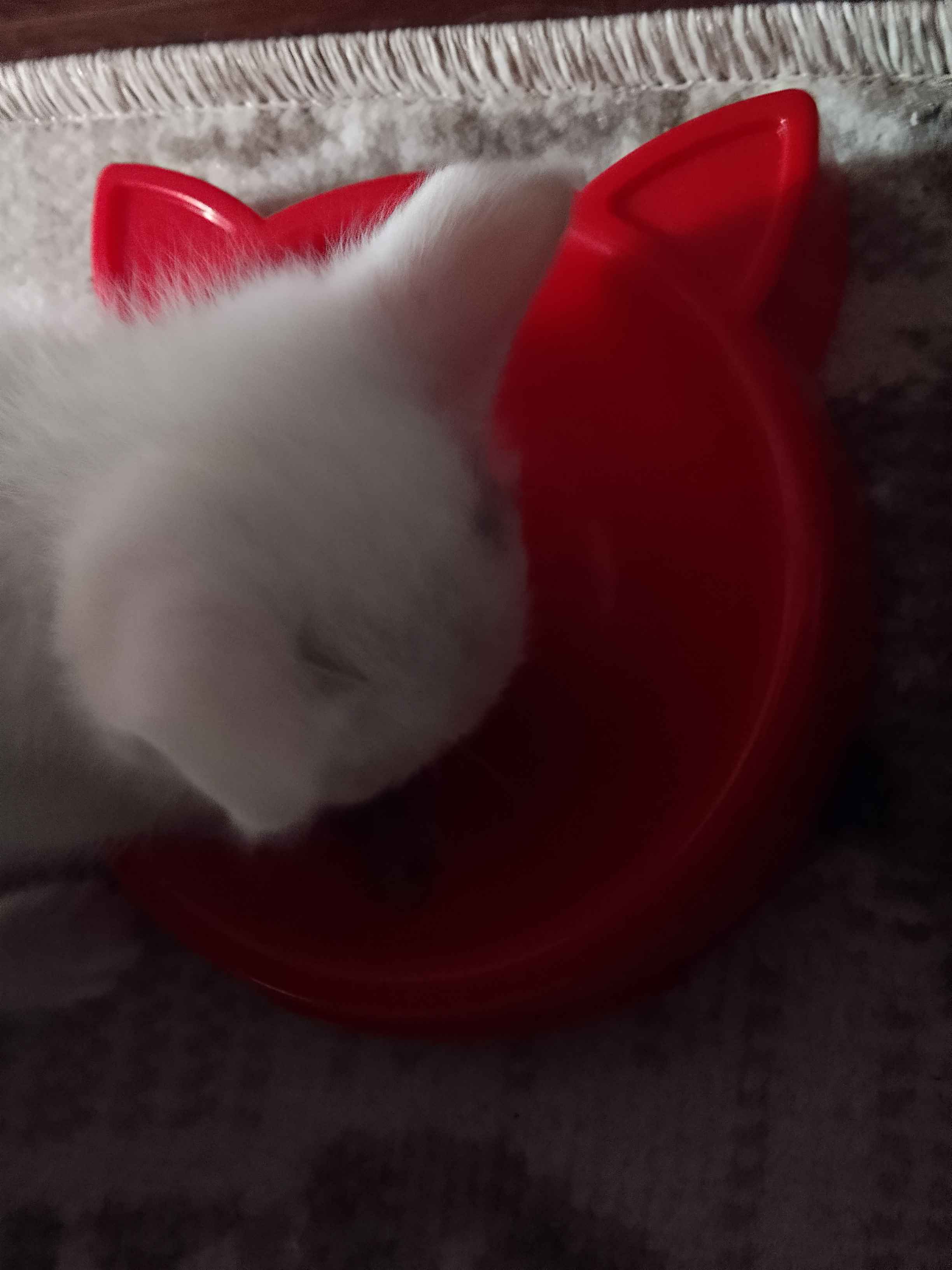 Pantyhose orqali mushuk ichiga Pantyhose orqali mushuk ichiga