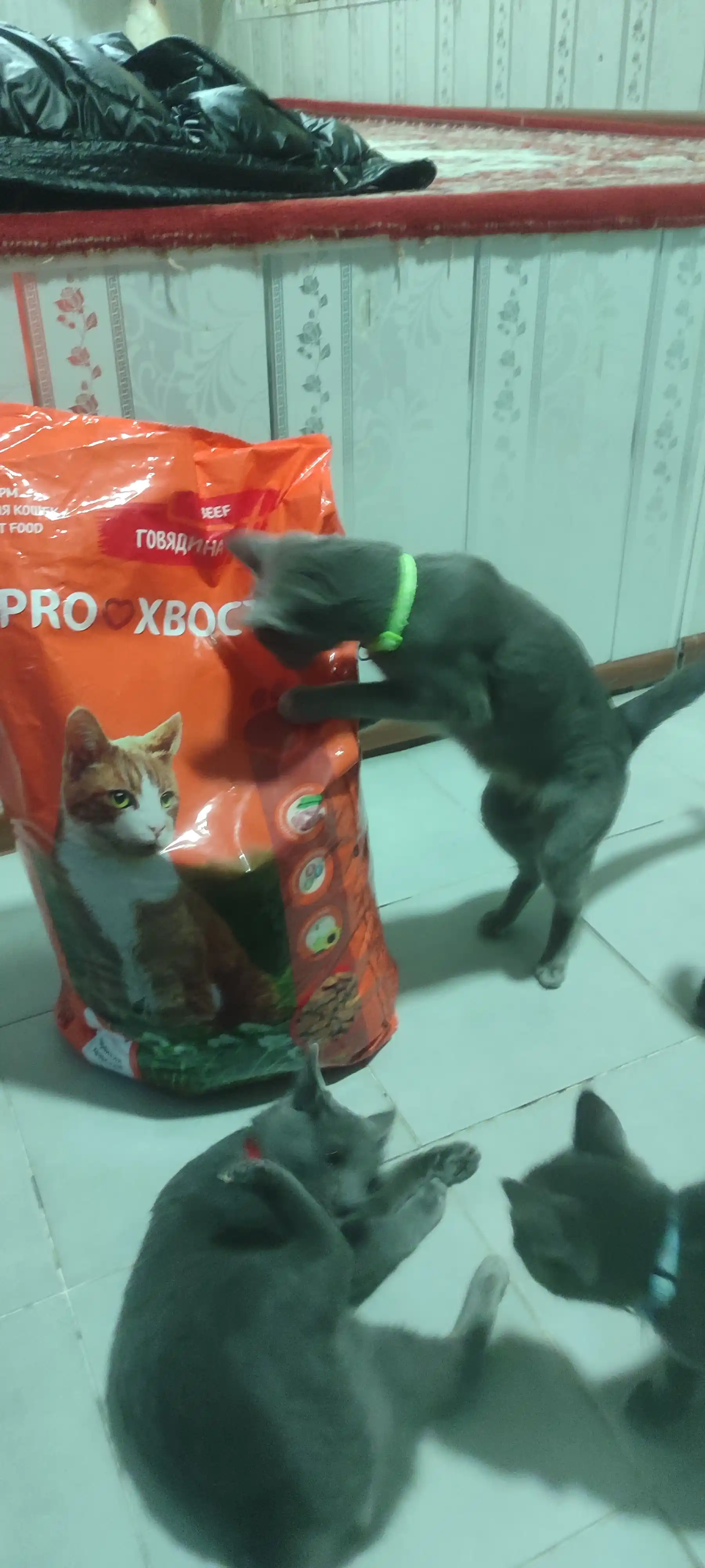 ProXвост mushuklar uchun quruq yem, mol go'shti 10 kg