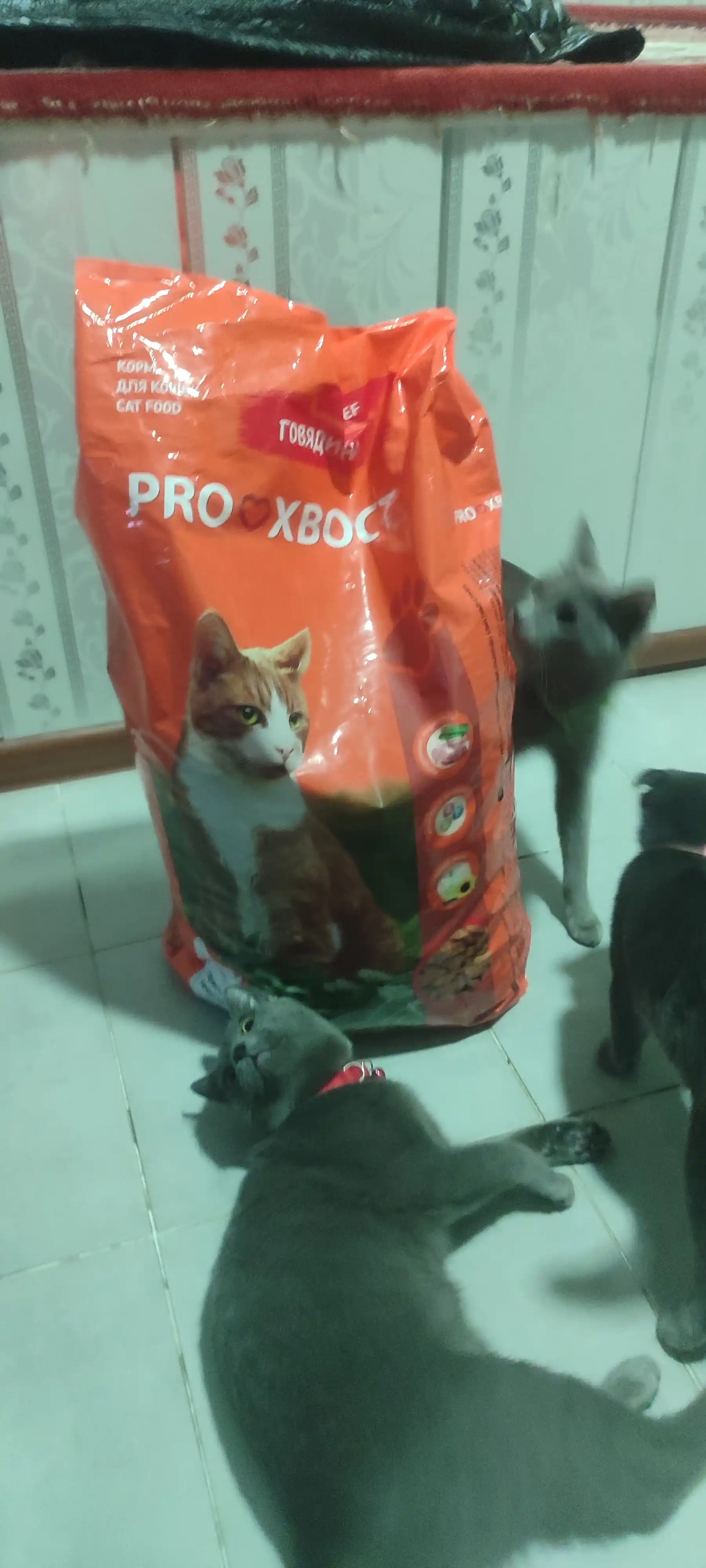 ProXвост mushuklar uchun quruq yem, mol go'shti 10 kg