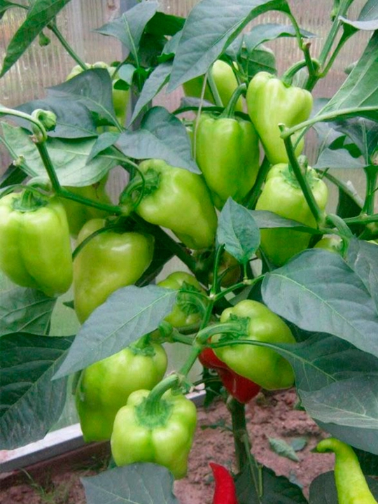 Семена овощей для дома Seeds