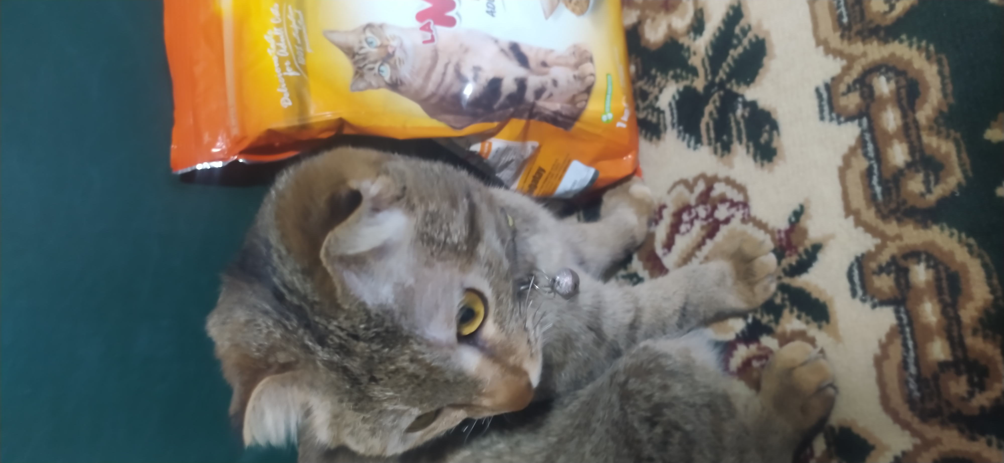 Mito mushuklar uchun quruq yem, tovuq go‘shti bilan, 1 kg