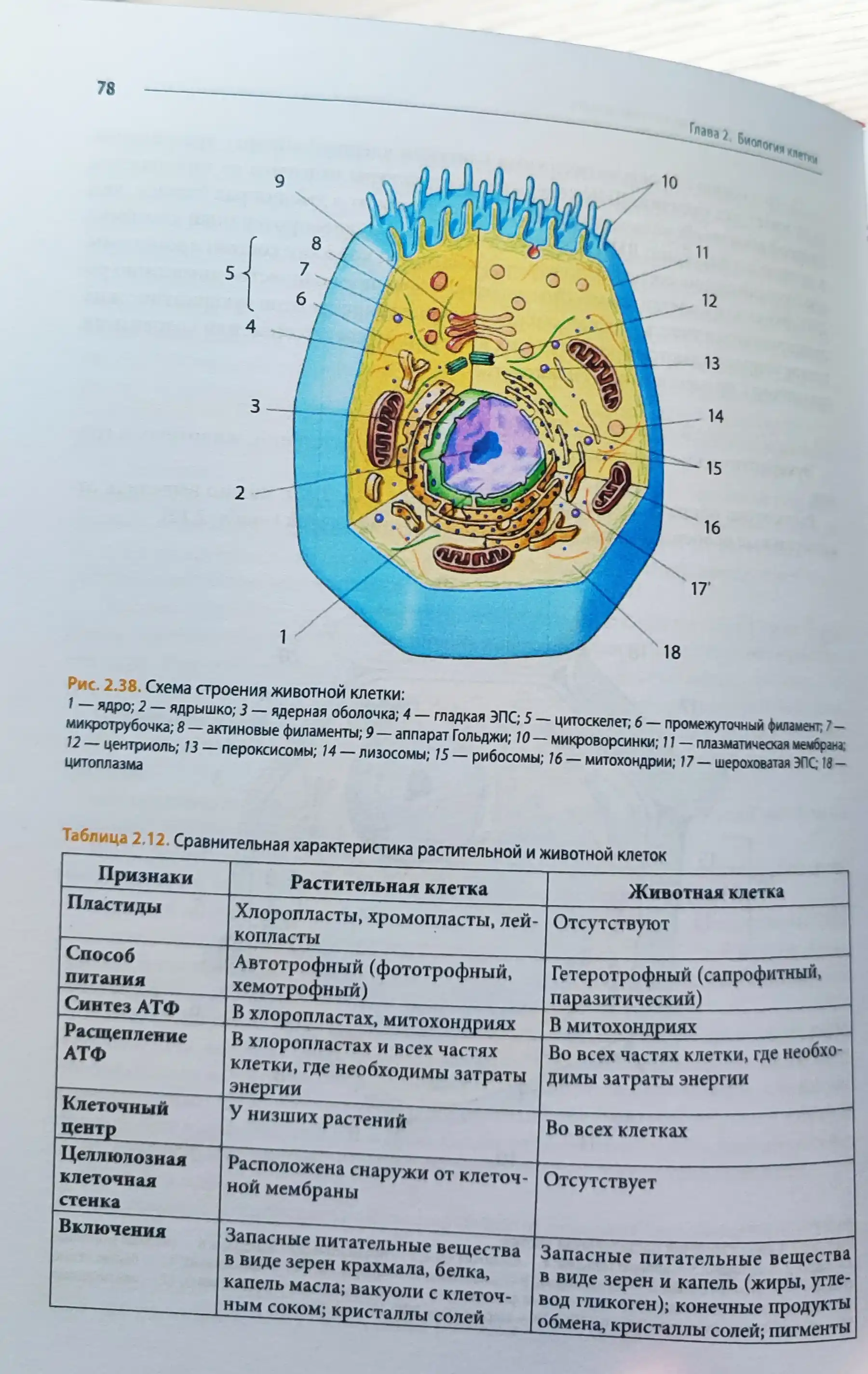 Биология, Чебышев Н.В.