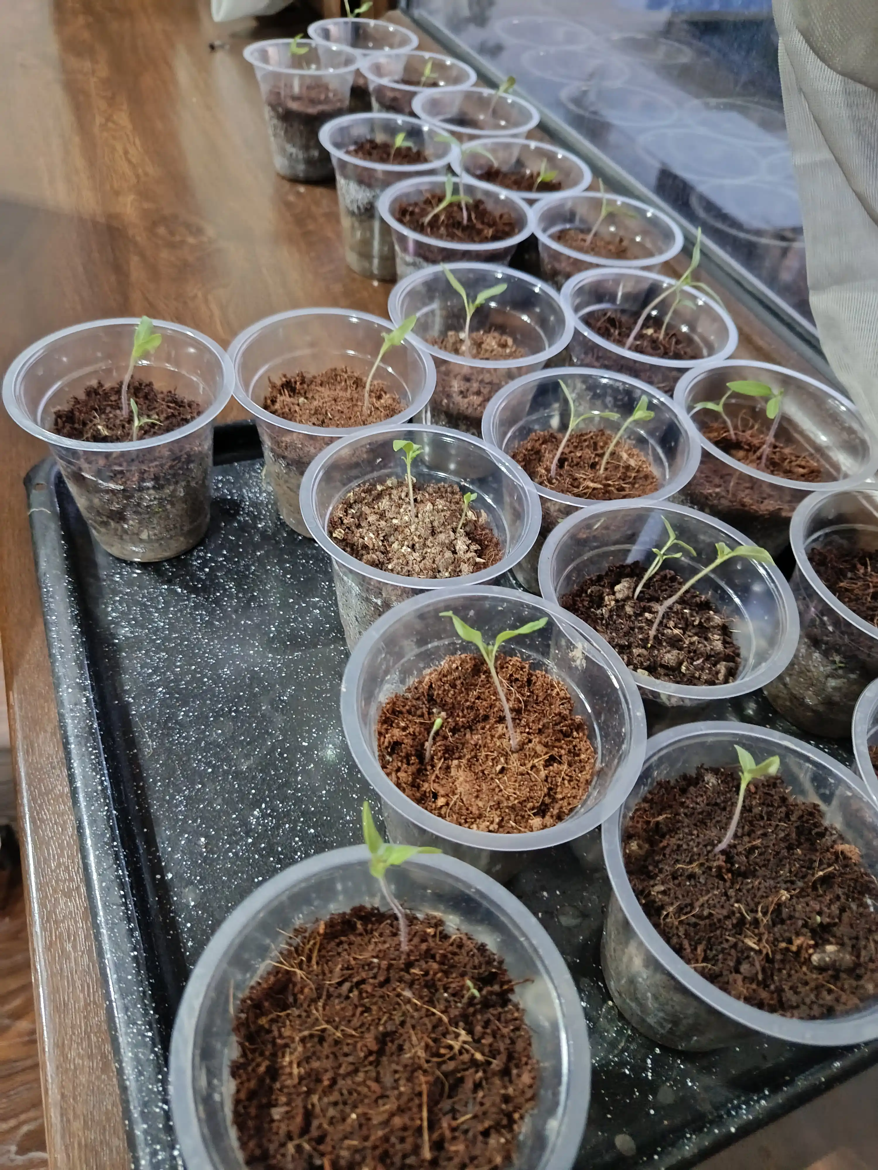 Семена томата Рио Гранде Profi Agro Seeds, 10 г