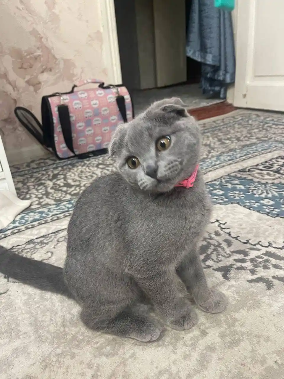 Reflex Plus Kitten Salmon quruq mushukchalarga moljallangan lososli ozuqa, 1.5 kg