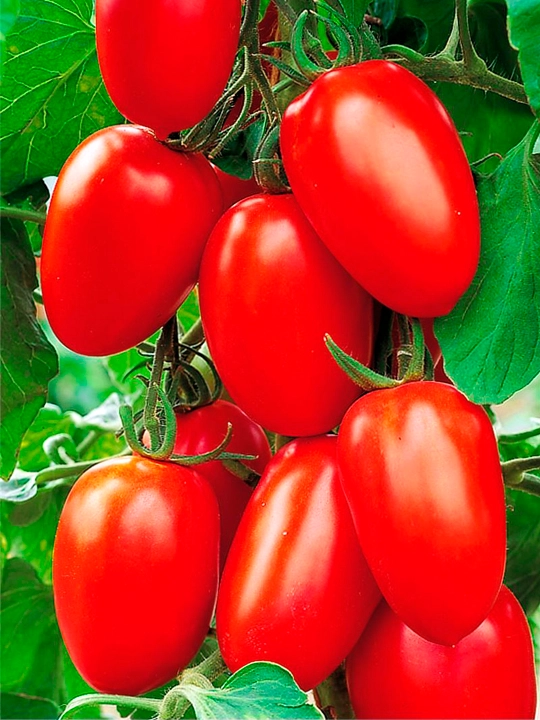 Семена овощей для дома Seeds
