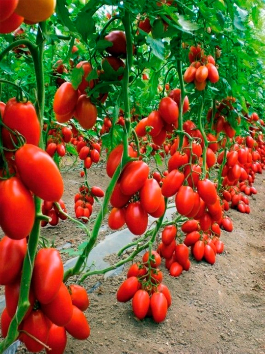 Семена овощей для дома Seeds