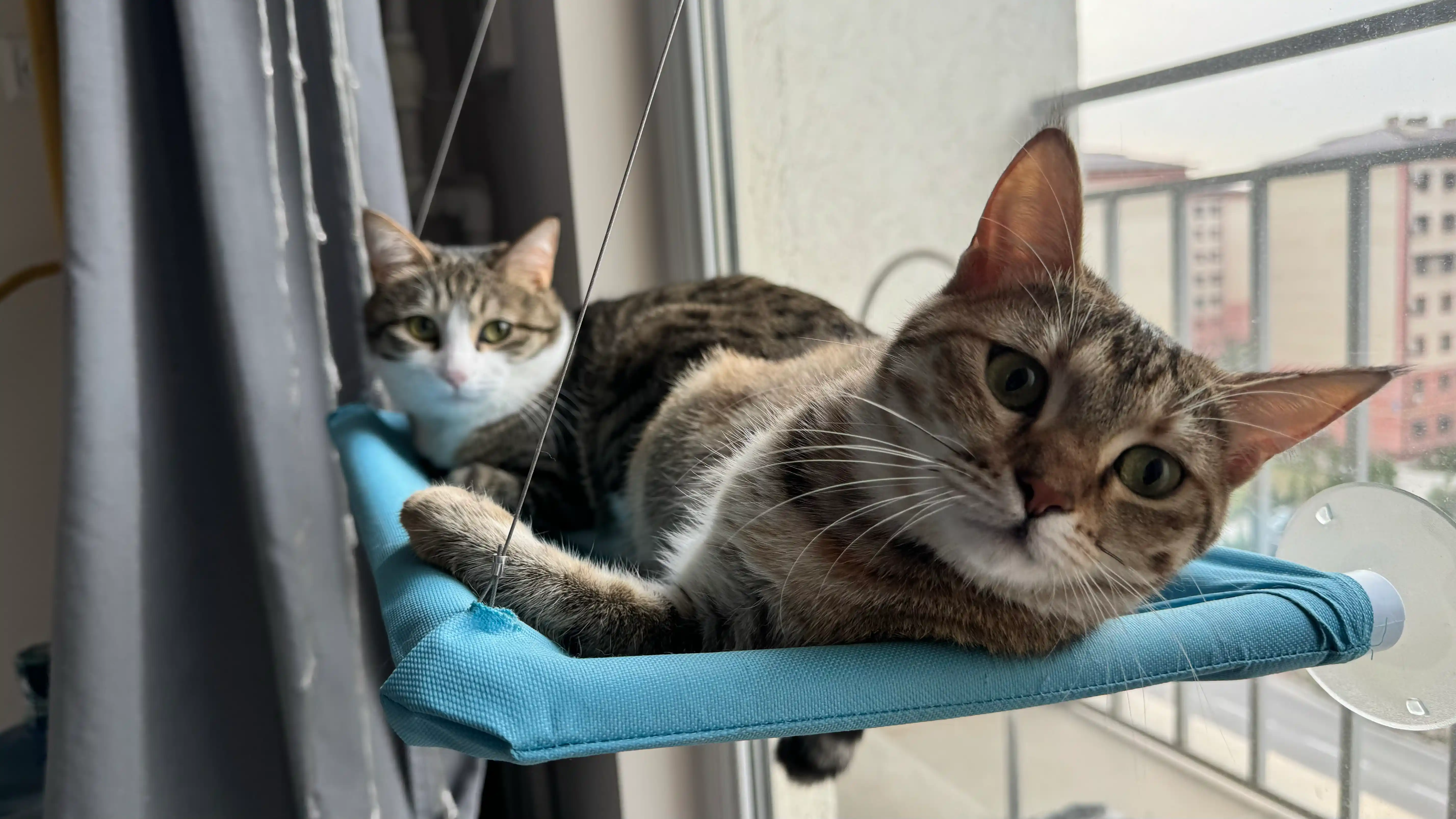 Подвесной гамак для кошек на окно, лежанка на присосках