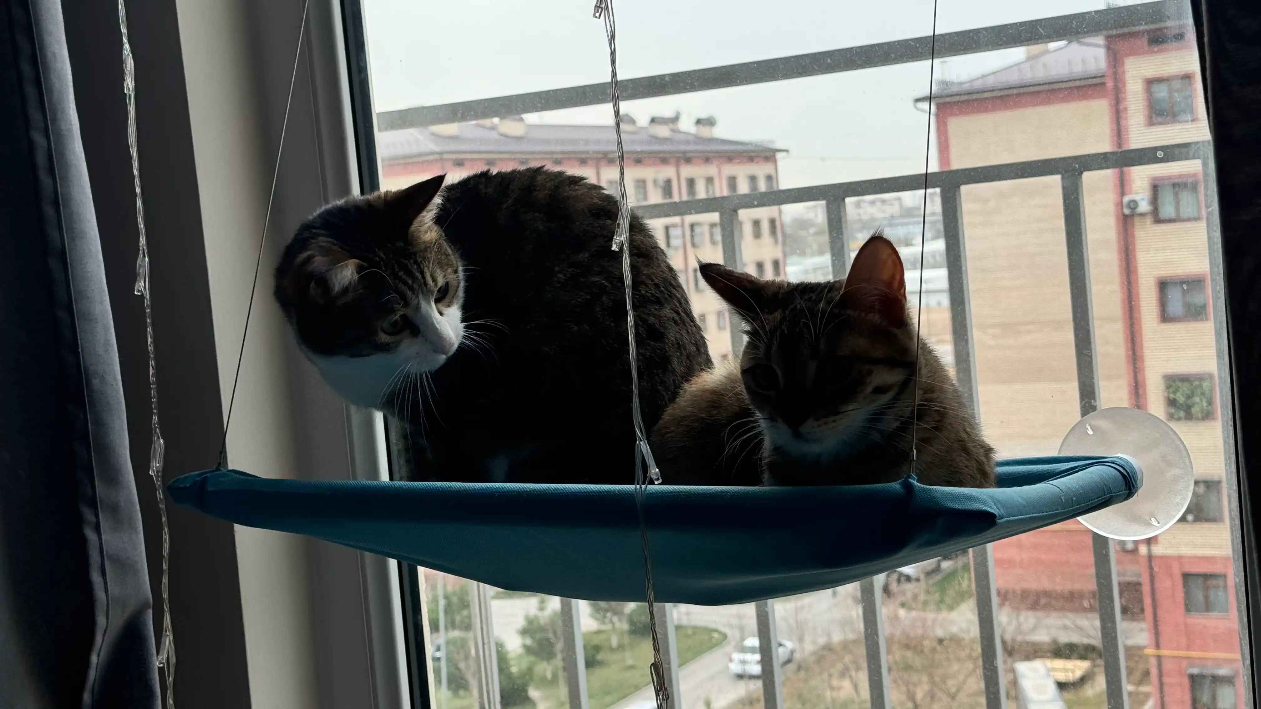 Подвесной гамак для кошек на окно, лежанка на присосках