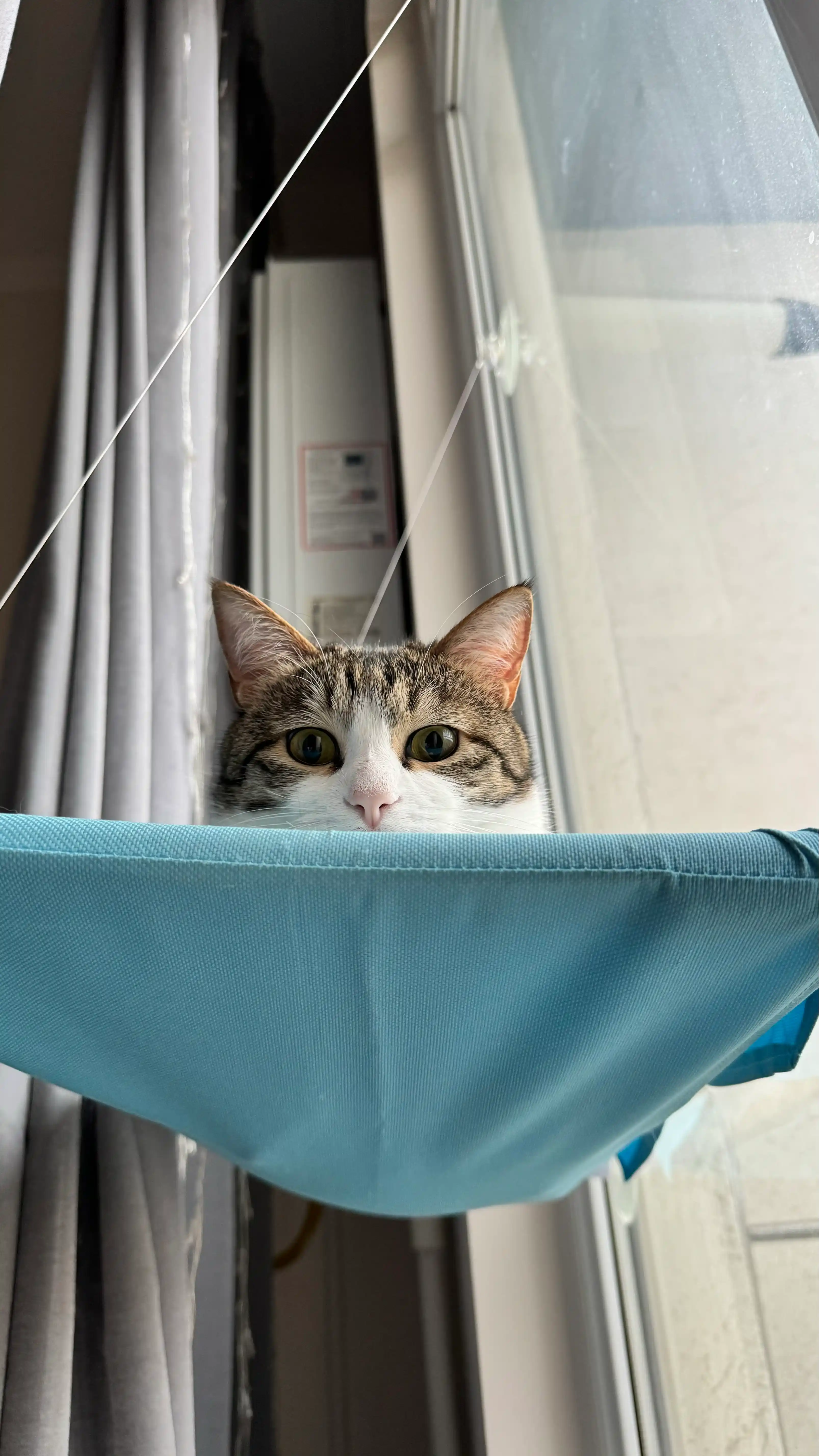 Подвесной гамак для кошек на окно, лежанка на присосках