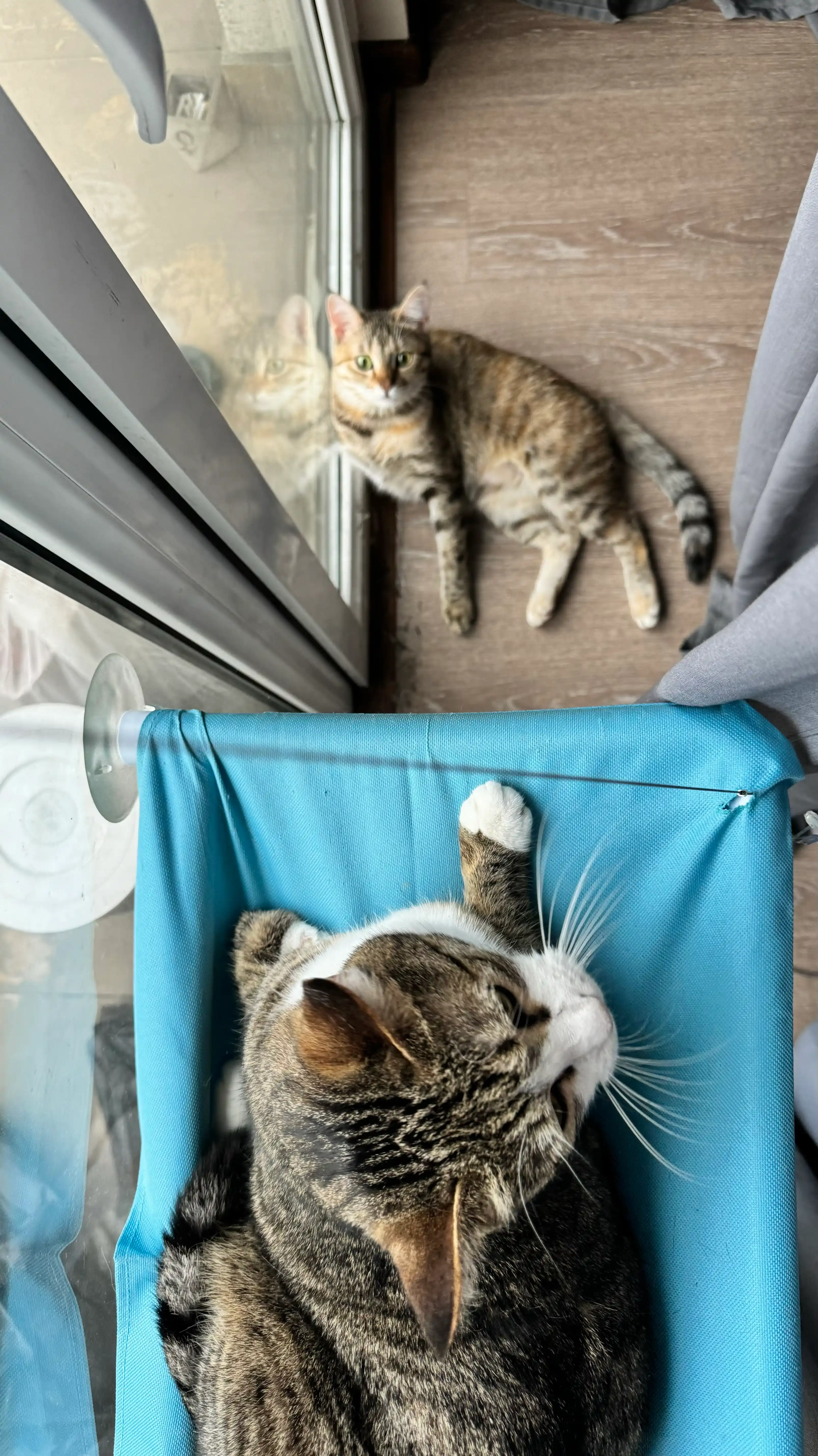 Подвесной гамак для кошек на окно, лежанка на присосках
