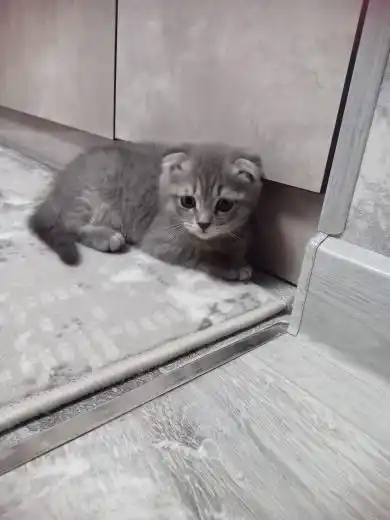 Игрушка для кошек с лакомством кошачьей мятой, шарик, лизун