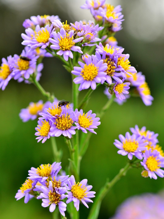 Gul urug'lari Coreopsis, Morning Glory, Moychechak, Aster, Verbena, chinnigullar, Dahlia