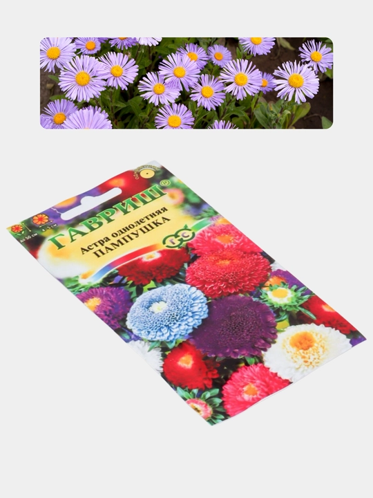 Gul urug'lari Coreopsis, Morning Glory, Moychechak, Aster, Verbena, chinnigullar, Dahlia