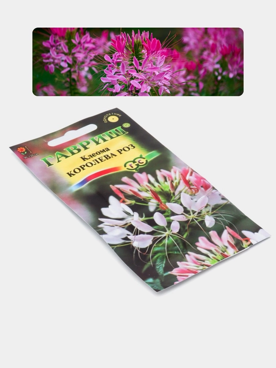 Gul urug'lari Coreopsis, Morning Glory, Moychechak, Aster, Verbena, chinnigullar, Dahlia