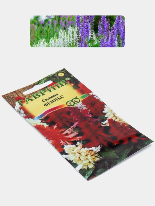 Gul urug'lari Coreopsis, Morning Glory, Moychechak, Aster, Verbena, chinnigullar, Dahlia