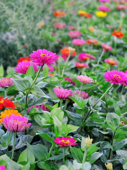 Gul urug'lari Coreopsis, Morning Glory, Moychechak, Aster, Verbena, chinnigullar, Dahlia