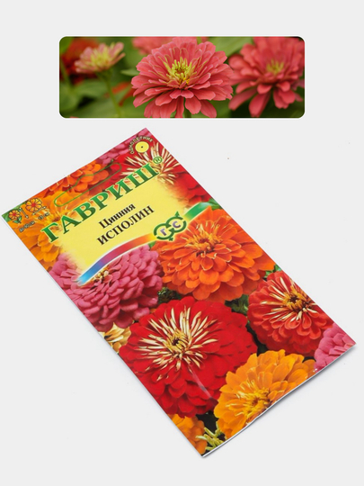 Gul urug'lari Coreopsis, Morning Glory, Moychechak, Aster, Verbena, chinnigullar, Dahlia