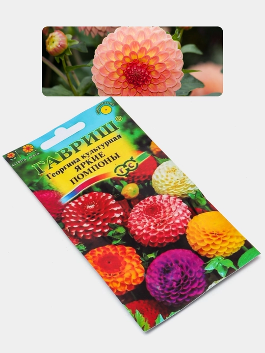 Gul urug'lari Coreopsis, Morning Glory, Moychechak, Aster, Verbena, chinnigullar, Dahlia