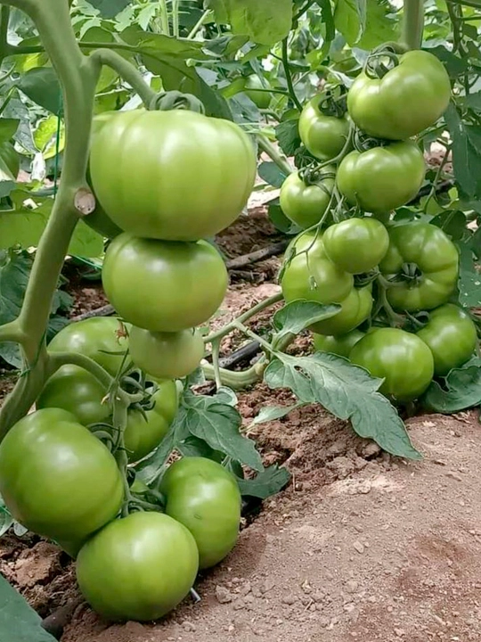 Семена овощей для дома Seeds