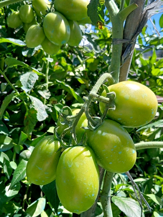 Семена овощей для дома Seeds