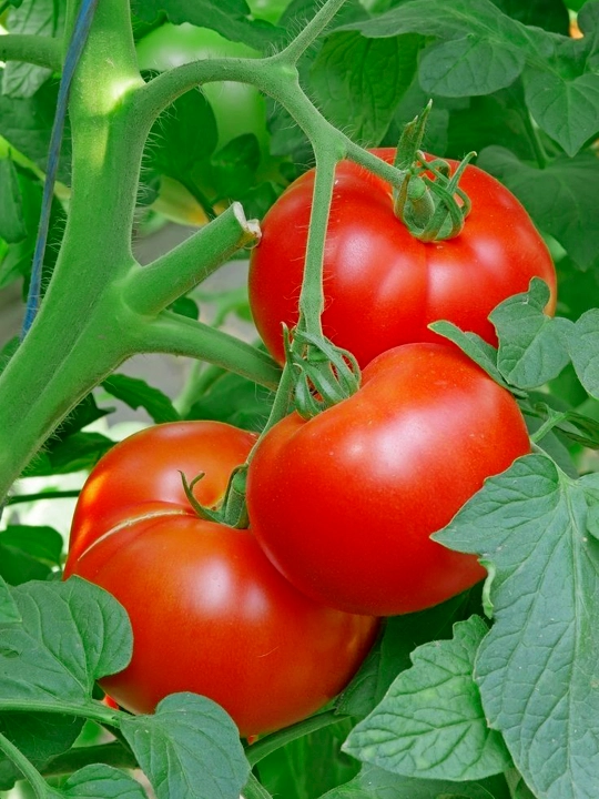 Семена овощей для дома Seeds