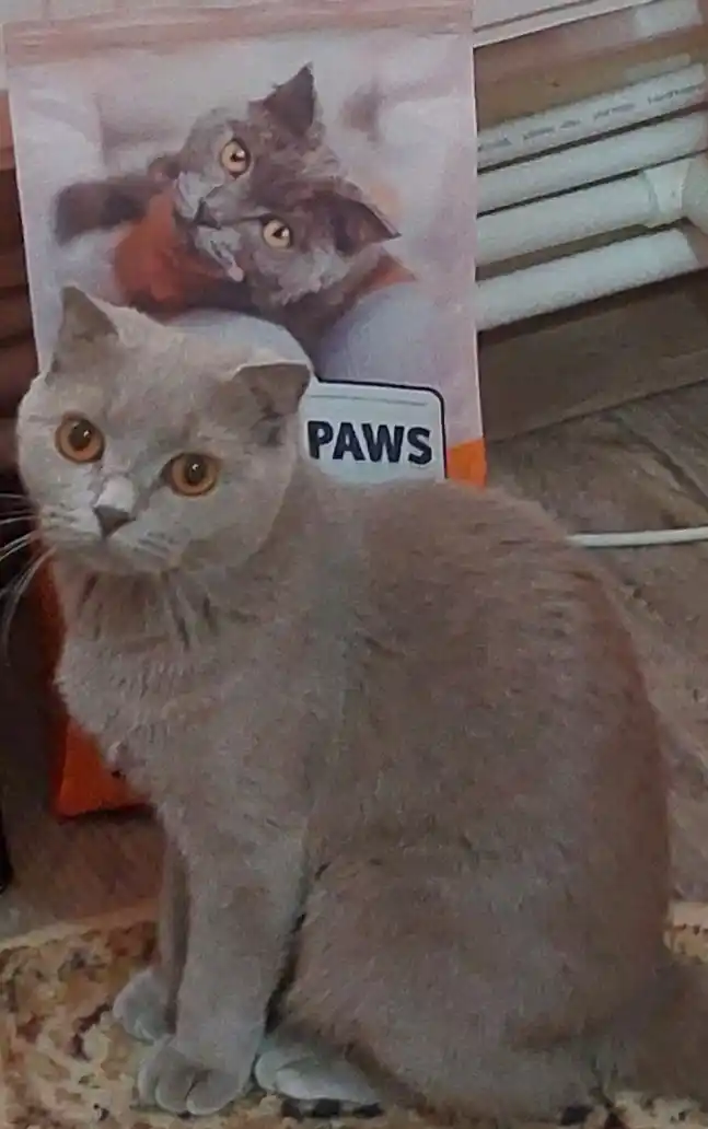 Club 4 Paws Sterilised mushuklar uchun quruq yem 2 kg