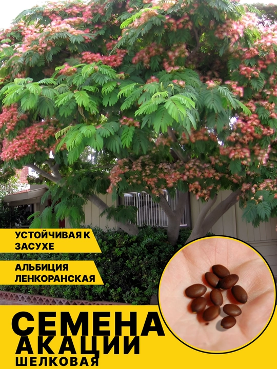 Семена дерева акации, шелковое растение, цветок розового цвета, 20 штук
