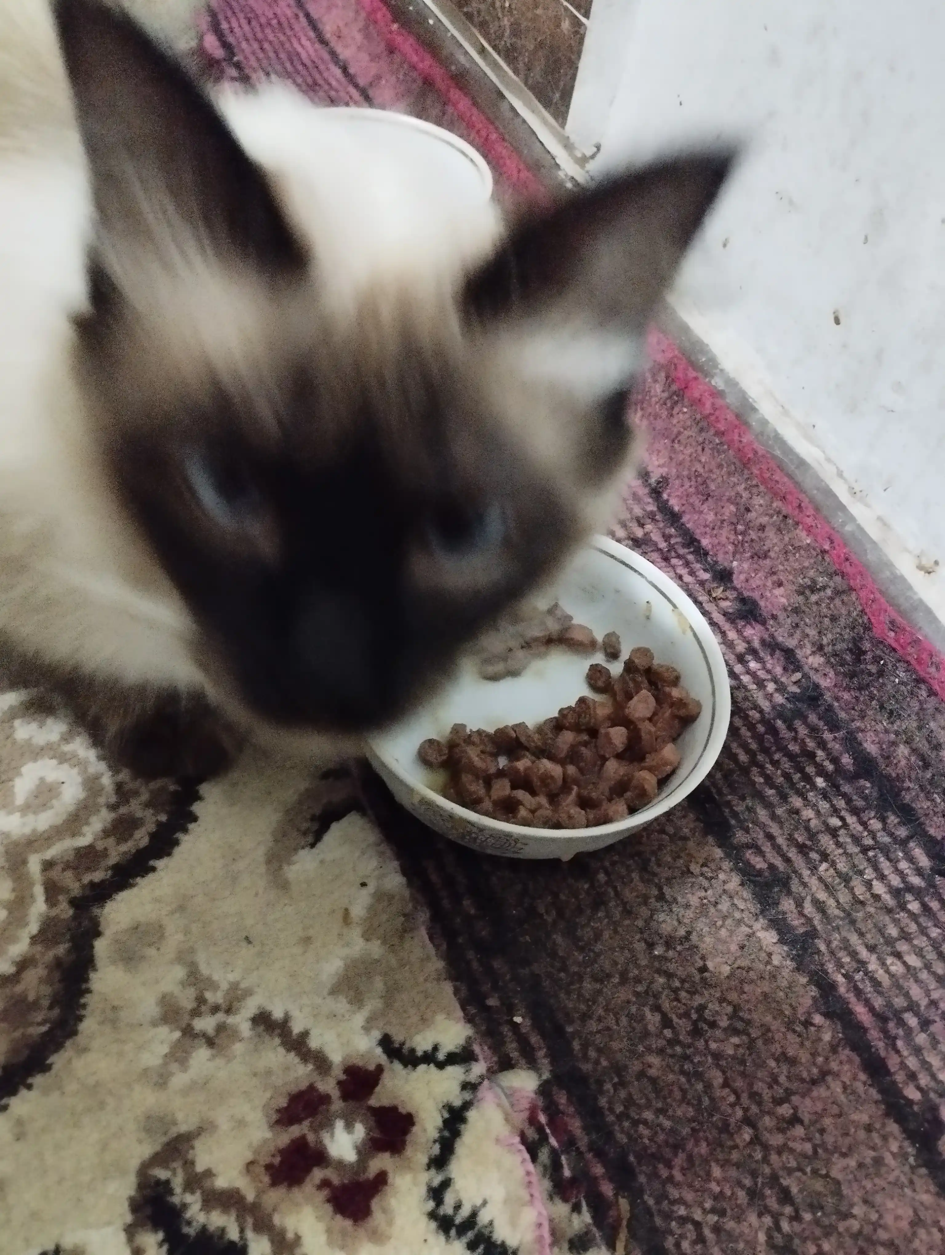 Miratorg mushuklar uchun tovuqli raguli nam yem, 75 g, 28 dona