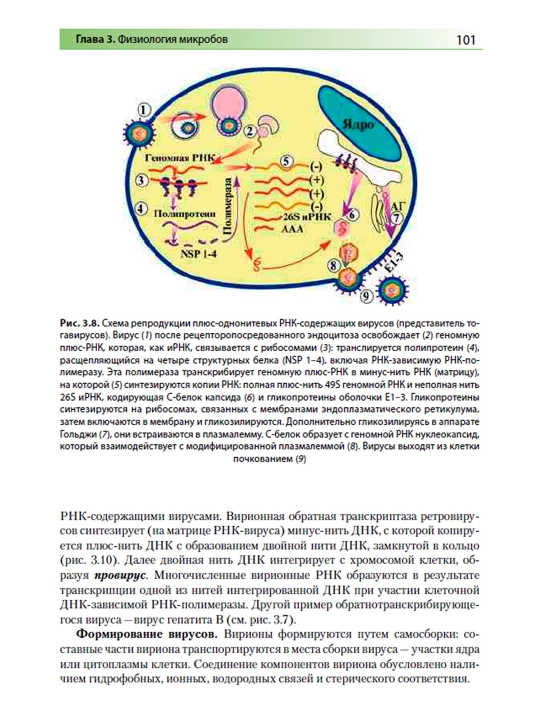 Meditsinskaya mikrobiologiya, virusologiya i immunologiya