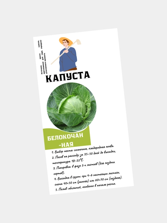 Karam, Oq karam urug'lari